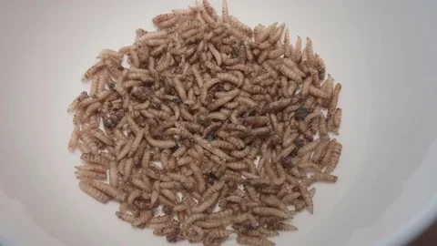 Medium shot of Maggots Squirming Around Vídeos de archivo 80009439