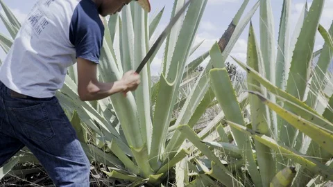 Medium shot of man chopping agave plant to make mezcal (mescal) Stock-Footage 104770201