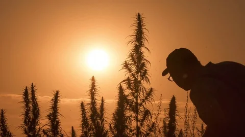 Medium shot of the man processing the marijuana field in the sunset background. Stock Footage 80715003