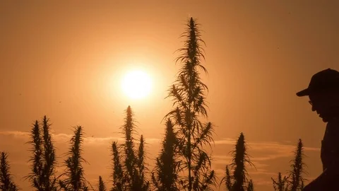 Medium shot of the man processing the marijuana field in the sunset background. Stock Footage 80715532