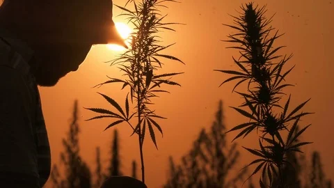 Medium shot of the man processing the marijuana field in the sunset background. Stock Footage 80797091