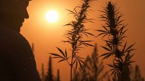 Medium shot of the man processing the marijuana field in the sunset background. Stock Footage 80797128