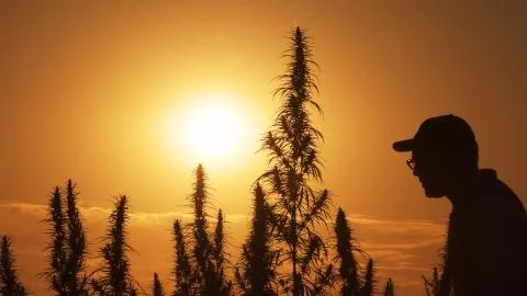 Medium shot of the man processing the marijuana field in the sunset background. Stock Photos