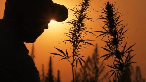 Medium shot of the man processing the marijuana field in the sunset background. Stock Photos