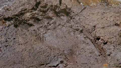 Medium shot of man touching a large footprint in mud Stock Footage 95996619