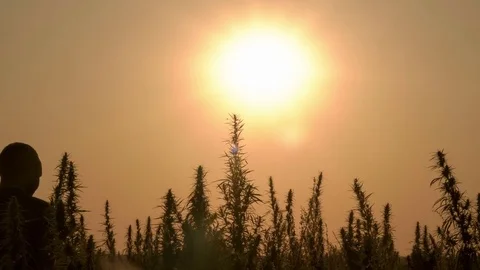 Medium shot of the man walking the marijuana field in the sunset background. Stock Footage 80858817