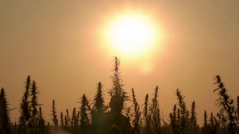 Medium shot of the man walking the marijuana field in the sunset background. Stock Footage 80859020