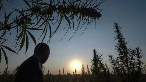Medium shot of the man walking the marijuana field in the sunset background. Stock Footage 80860267