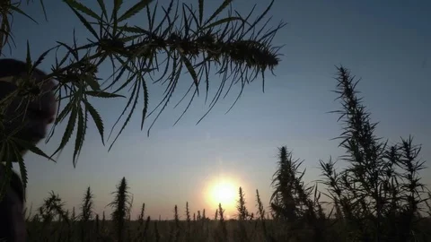 Medium shot of the man walking the marijuana field in the sunset background. Stock Footage 80860515