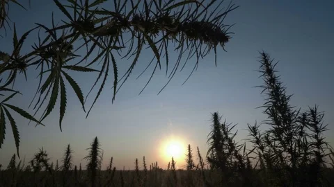Medium shot of the man walking the marijuana field and smoking in the sunset Stock Footage 80860700