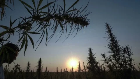 Medium shot of the man walking the marijuana field and smoking in the sunset Stock Footage 80860964
