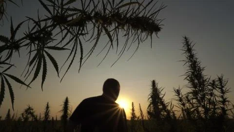 Medium shot of the man walking the marijuana field in the sunset background. Stock Photos