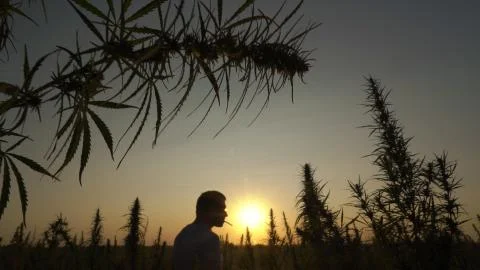 Medium shot of the man walking the marijuana field and smoking in the sunset Stock Photos