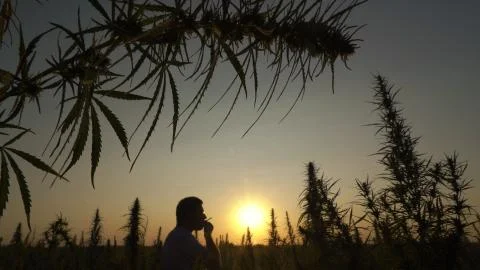 Medium shot of the man walking the marijuana field and smoking in the sunset Stock Photos