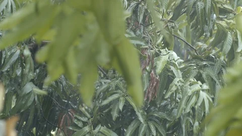 Medium shot of Mango tree in the rainstorm with windy condition Stock Footage 126847827