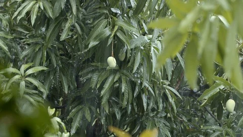 Medium shot of Mango tree in the rainstorm with windy condition Stock Footage 126849526
