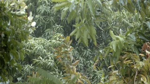 Medium shot of Mango tree in the rainstorm with windy condition Stock Footage