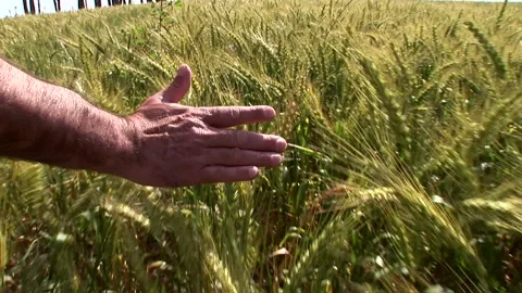 Medium shot of a mans hand moving over waving wheat in a field Stock Footage 310388374
