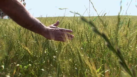 Medium shot of a mans hand moving over waving wheat in a field Stock Footage 310388379