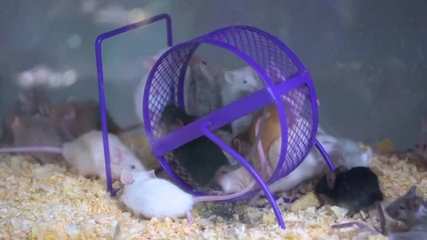 Medium shot many mice on one wheel Stock Footage 69986009