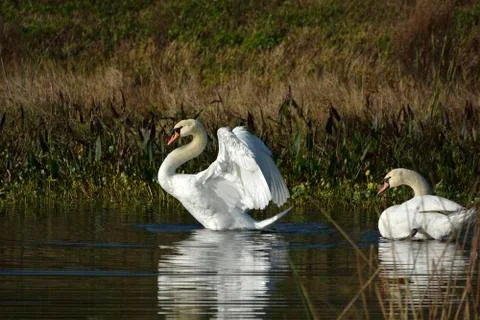 Medium Shot of a Mated Pair of Mute Swans in a Wetlands With Copy Space Stock Photos