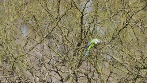 Medium shot of Monk Parakeet Parrot perched on branch of leafless tree and 스톡 동영상 160099159