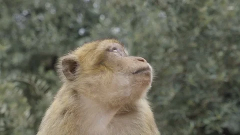 Medium shot of a monkey eating with a green backdrop Stock Footage 100272175