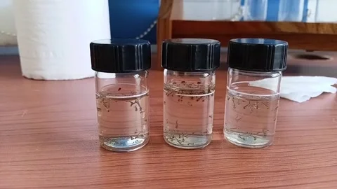 Medium Shot Of Mosquito Larvae Sample Cells On Table 動画素材 335472996