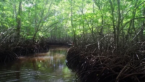 Medium shot of muddy stream in dense mangroves Video stock 81449503