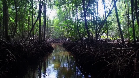 Medium shot of muddy stream in dense mangroves Stock-Footage 81449513