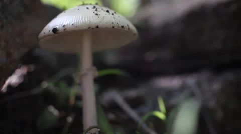 Medium shot of a mushroom. Video stock 67483531