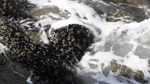 Medium shot of mussels on the rocks with waves covering with sea foam. Stock Footage 33512038
