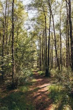 Medium Shot Of A Mythical Forest Swamp Trail Stock Photos