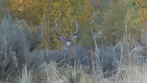 Medium Shot of Nice Mule Deer Buck in Sage Brush &amp; Quakies Stock Footage 117657311