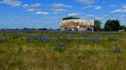 Medium shot of old decrepit farm house. Lots of bluebonnet flowers &amp; blue sky Stock Photos