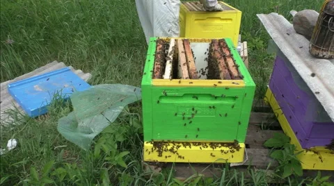 Medium-shot of the opened beehive Video stock 51172167