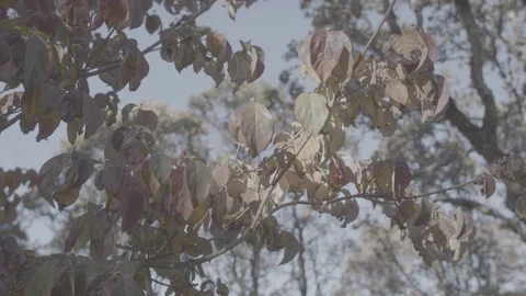 Medium Shot of Orange, Red, and Green Leaves - Log 스톡 동영상 85458499