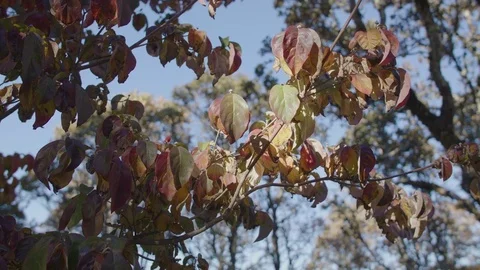 Medium Shot of Orange, Red, and Green Leaves Stock Footage 85458620