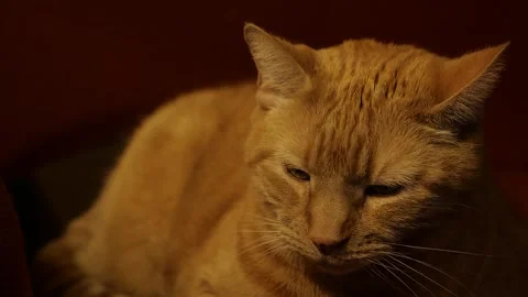 Medium Shot Orange Tiger Cat Face Stock Footage 272170974