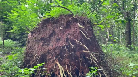 Medium Shot of Overturned Tree Base and Woodland Vegetation in Daylight. Stock Footage 344806298