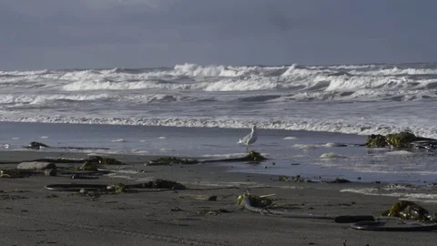 Medium Shot of a Pacing Seagull 動画素材 82770689