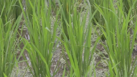 Medium shot of paddy field 库存影片 76701091