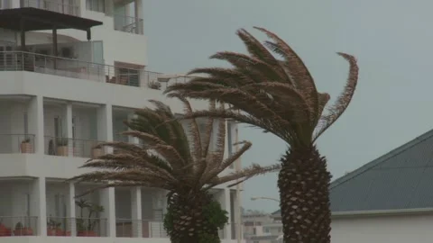 Medium shot of Palm trees blowing in storm winds Stock Footage 310385700