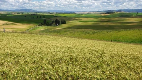 Medium shot of Palouse wheat field, one house and cloud in sunny weather Vídeo Stock 74571611