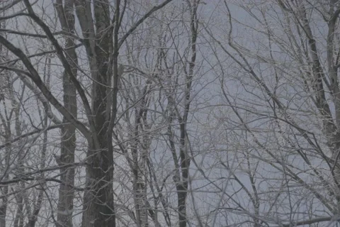 Medium Shot - Panning L to R - Park Tree Snow Winter Day - VLOG Stock Footage 168903395