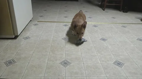 A Medium Shot of a Pembroke Corgi 스톡 동영상 240117267