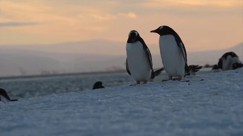 Medium shot of penguins in Antarctica Stock Footage 110924736