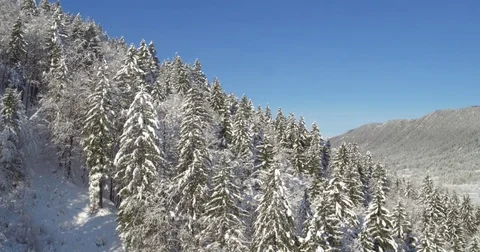 Medium Shot Of Pine Tree Forest In Winter Time Stock Footage 70988954