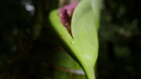 Medium shot of pink plant on tree Видео 229078079