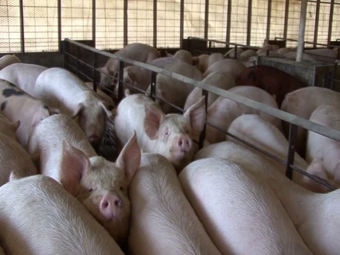 Medium shot of pinks hogs on a farm Stock Footage 124386198